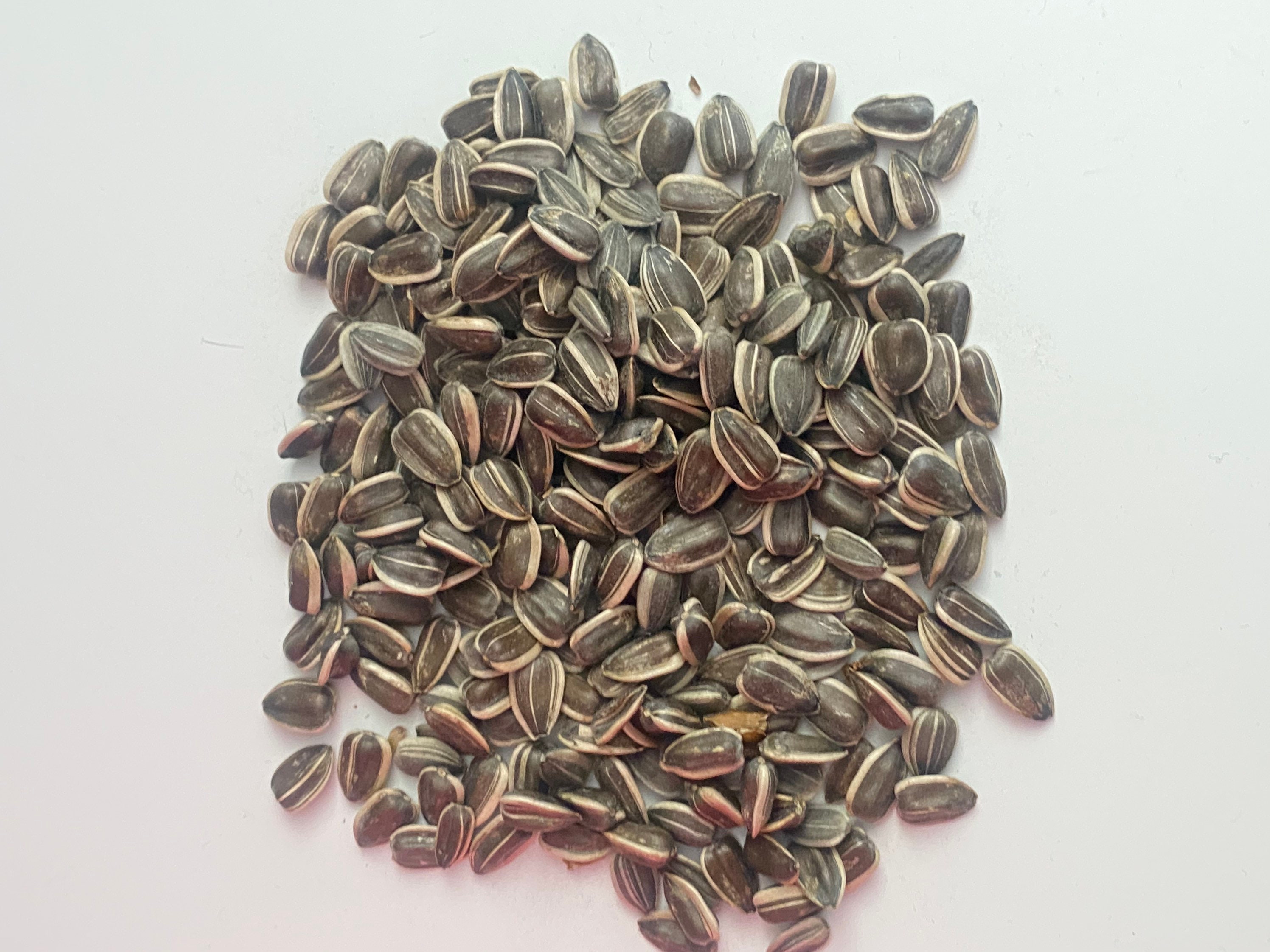 American Giant Sunflower Planting Seeds Etsy