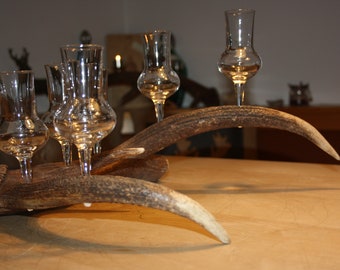 Deer antlers with six shot glasses - with gnawing marks of a forest mouse