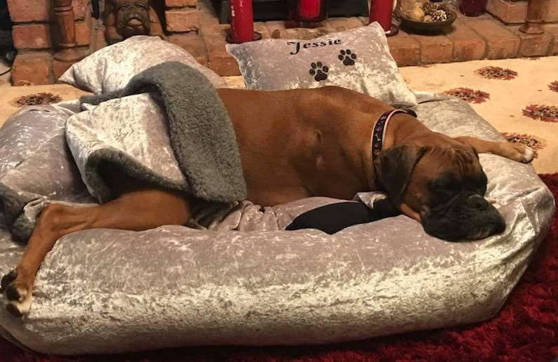 May include: A brown and white boxer dog is sleeping on a gray velvet dog bed. The bed has a gray and white patterned design. The dog is wearing a black collar with a red and white pattern. The bed has a personalized pillow with the name "Jessie" and paw prints.