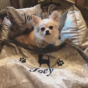 May include: A small white chihuahua dog with brown eyes is lying in a gray velvet dog bed. The bed has a gray blanket with a black silhouette of a dog and the name "Joey" embroidered on it.