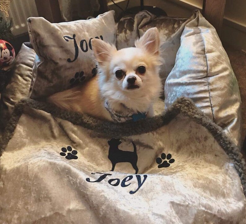 May include: A small white chihuahua dog with brown eyes is lying in a gray velvet dog bed. The bed has a gray blanket with a black silhouette of a dog and the name "Joey" embroidered on it.