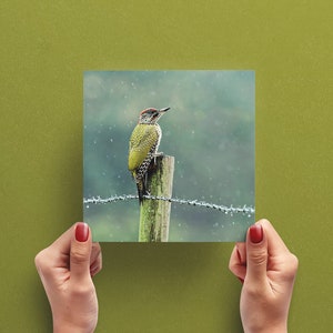 Grünspecht Vogel Grußkarte – Naturfotografie Grußkarte – Fotokarte – Greeting Card UK – Karte für Vogelliebhaber – Wildlife Card