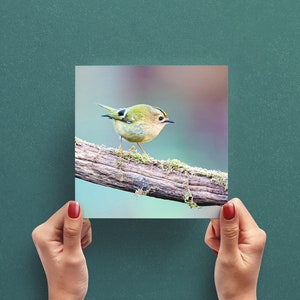 Goudhaantje vogel wenskaart – natuurfotografie wenskaart – vogel fotokaart – wenskaart VK – kaart voor vogelliefhebber – natuurkaart