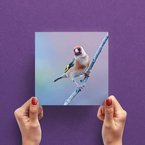 Cartão de saudação de pássaro pintassilgo – Cartão de saudação de fotografia da natureza – Cartão de foto de pássaro – Cartão de saudação do Reino Unido – Cartão para amante de pássaros – Cartão de vida selvagem