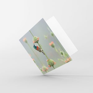 自然写真カード – 空白のグリーティングカード – サンバード – 自然愛好家、野生生物愛好家、バードウォッチャー