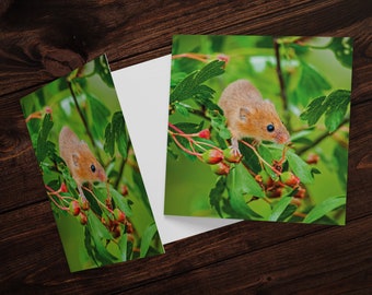 Harvest Mouse Greetings Card – Nature Photography Card – Wildlife Greeting Card UK - Nature Lover, Wildlife Lover