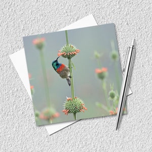 サンバード グリーティング カード – 鳥愛好家向けカード – 空白の英国グリーティング カード – 自然写真カード – 自然愛好家、野生生物愛好家、バード ウォッチャー