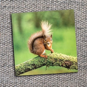Cartão de Saudações em Branco Esquilo Vermelho – Cartão de Fotografia da Natureza – Cartão de Saudações da Vida Selvagem Reino Unido – Cartões de Animais – Obrigado – Cartão de Foto de Aniversário