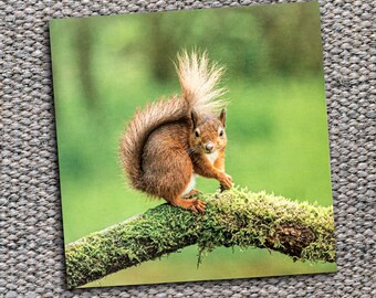 Red Squirrel Blank Greetings Card – Nature Photography Card – Wildlife Greeting Card UK – Animal Cards – Thank You – Birthday Photo Card