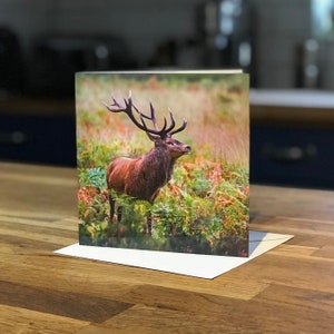 Red Deer Stag Grußkarte - Naturfotografie Karte - Wildlife Greeting Card UK - Nature Lover, Wildlife Lover
