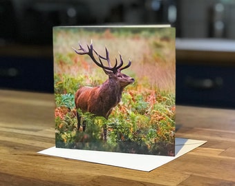 Red Deer Stag Greetings Card – Nature Photography Card – Wildlife Greeting Card UK - Nature Lover, Wildlife Lover