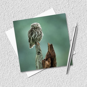 Biglietto d'auguri vuoto con gufo – Biglietto di compleanno – Biglietto fotografico con uccello – Fotografia naturalistica – Amante della natura, appassionato di fauna selvatica, amante degli uccelli