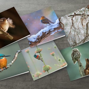 Lot de 6 cartes de voeux avec photographie d'oiseaux - cartes de voeux nature vierges - martin-pêcheur, troglodyte, rouge-gorge, souimanga, chevêche chevreuil, chouette hulotte
