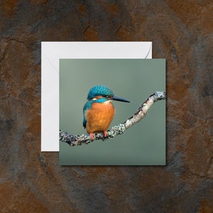 Eisvogel Blanko Grußkarte – Geburtstagskarte – Vogel Fotokarte – Naturfotografie