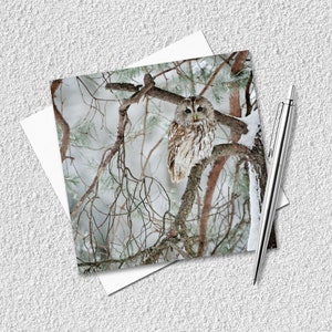 Grußkarte Waldkauz – Naturfotografie Karte – Wildlife Greeting Card UK - Naturliebhaber, Vogelliebhaber