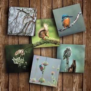 6 biglietti di auguri vuoti sulla natura – Biglietti con foto di animali selvatici – Biglietti con foto della natura – Set di biglietti con foto – Biglietti di auguri UK – Qualsiasi occasione – Compleanno