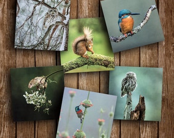 6 Blank Nature Greeting Cards – Wildlife Photo Cards – Nature Photo Cards – Set of photo cards – Greeting Cards UK – Any Occasion – Birthday