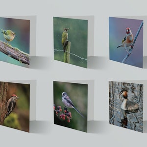 Zestaw 6 pustych kartek z pozdrowieniami z ptakami – Karty z dziką przyrodą – Karty ze zdjęciami dla miłośników ptaków – Karty fotograficzne z naturą – Karty z pozdrowieniami w Wielkiej Brytanii – na każdą okazję