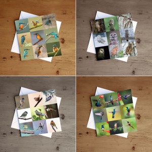 Lot de 4 cartes de voeux oiseaux vierges - Cartes de la faune - Cartes photo nature - Cartes photographiques carrées - Cartes de voeux Royaume-Uni - Toutes les occasions