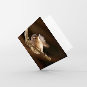 Carte de photographie de nature - Carte de voeux - Troglodyte mignon - Amoureux de la nature, passionné de la faune, observateur d'oiseaux