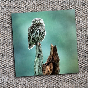 Tarjeta de felicitación con un pequeño búho: tarjeta de fotografía de la naturaleza: tarjeta de felicitación de vida salvaje del Reino Unido: amante de la naturaleza, amante de las aves