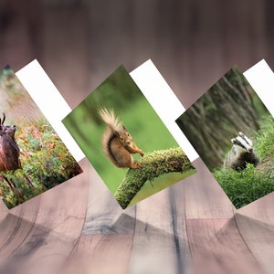 Set di 3 biglietti di auguri fotografici con animali del bosco – Biglietto fotografico con foto della natura – Biglietto di compleanno – Biglietti di auguri vuoti sulla natura – Biglietti di auguri sulla fauna selvatica nel Regno Unito