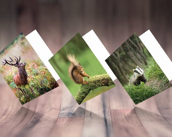 Set of 3 Woodland Animal Photo Greeting Cards – Nature Photo Card – Birthday Card – Blank Nature Greeting Cards – Wildlife Greeting Cards UK