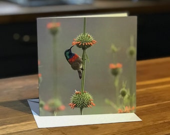 Sunbird Bird Greetings Card – Nature Photography Card – Wildlife Greeting Card UK - Nature Lover, Bird Lover