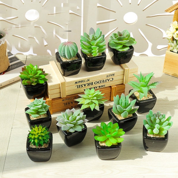 Potted Succulents Etsy