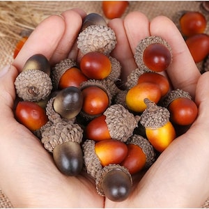 Könnte beinhalten: Eine Sammlung von braunen und braunen Eicheln, einige mit einer dunkleren braunen Kappe. Die Eicheln sind in einer Hand angeordnet, wobei die Spitzen der Eicheln nach oben zeigen.