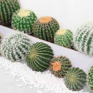 Cactus artificiel, cactus simulé, fausses plantes tropicales