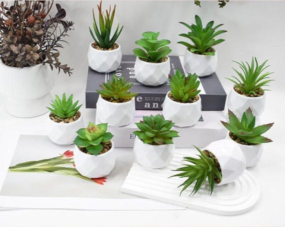 fake succulents in pots Echeveria Elegans Succulents in Ceramic Pots 5