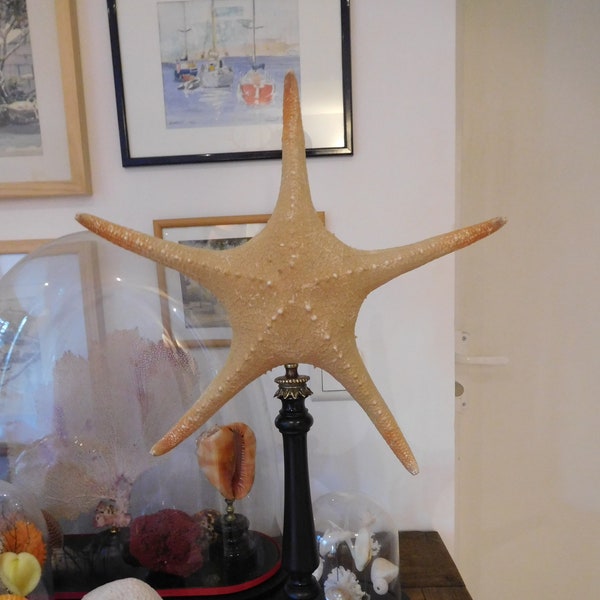Large starfish on a 19th type base