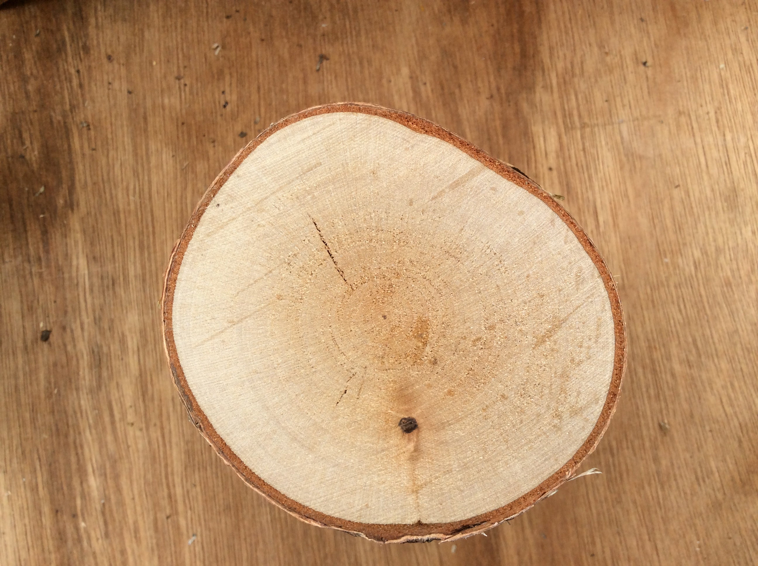 Budget fireplace display logs birch hardwood. Etsy