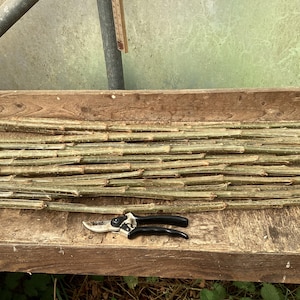 May include: A wooden surface displays a collection of freshly cut, green-brown branches, likely for propagation. A pair of black-handled pruning shears rests at the base of the branches. The scene suggests gardening or plant care.