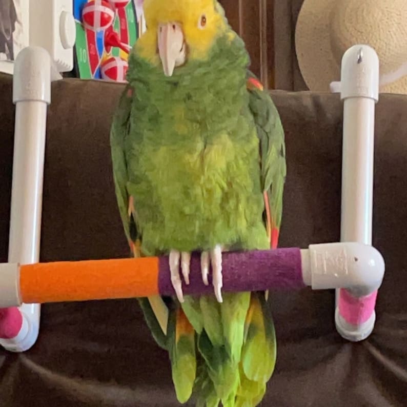 3/4 PVC Travel Bath & Shower Parrot Perch FREE Etsy