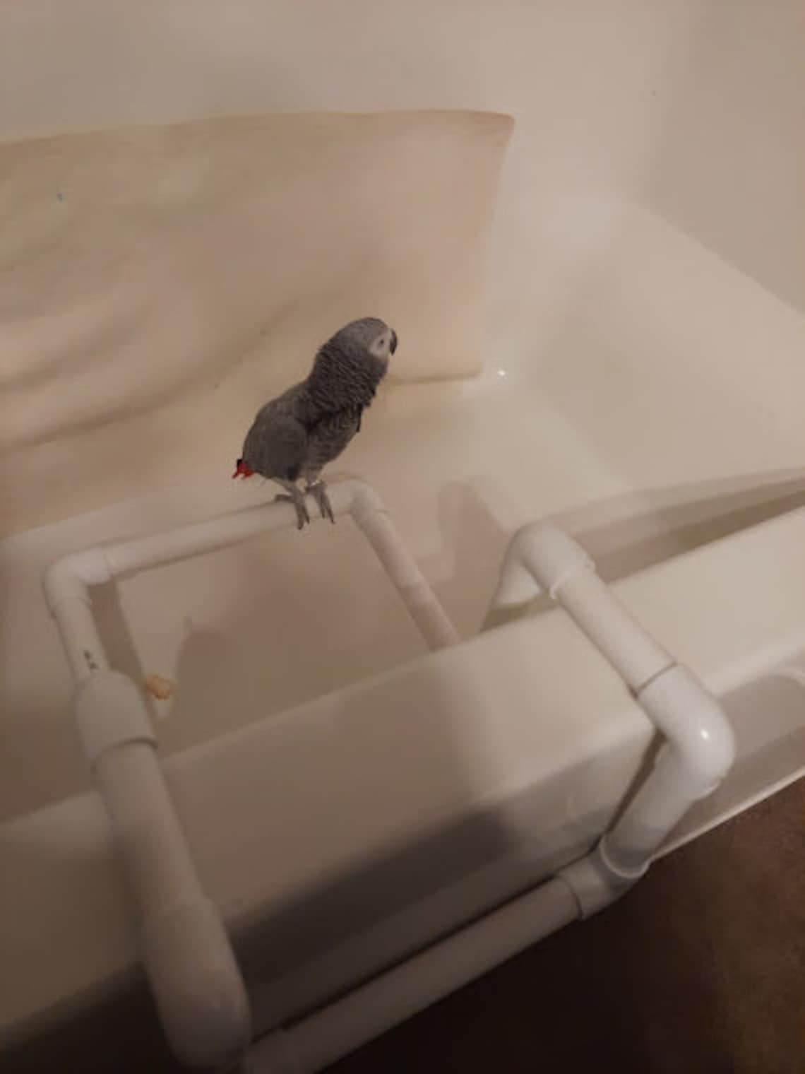 1 PVC Parrot Travel Bath & Shower Perch FREE Etsy