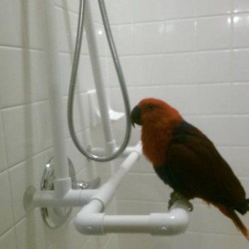 Large Shower Bath Perch Stand Macaw Cockatoo Parrots FREE Etsy