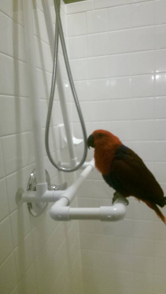 parrot perch stand