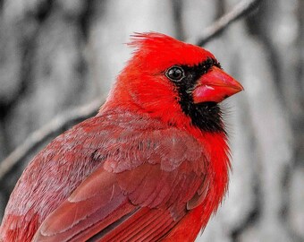 Northern Cardinal at Sheldon Marsh