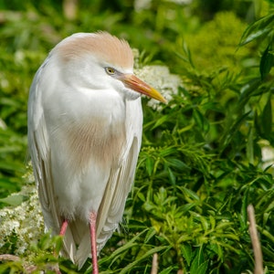 Cattle Egret in Orlando Florida.