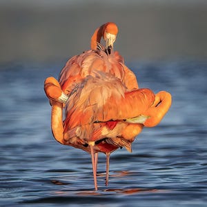 May include: Two vibrant pink flamingos stand in blue water, their necks curved and heads touching. The birds' feathers are a mix of pink and orange, with hints of red. The image captures a moment of interaction between the two birds.