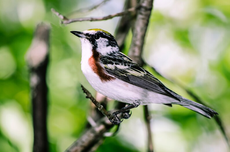 image 3 Chestnut-sided Warbler at Magee Marsh