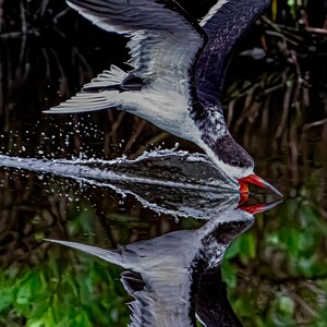 Black Skimmer at the Merritt Island National Wildlife Refuge (image 3)