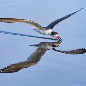 Black Skimmer at the Merritt Island National Wildlife Refuge (image 2)