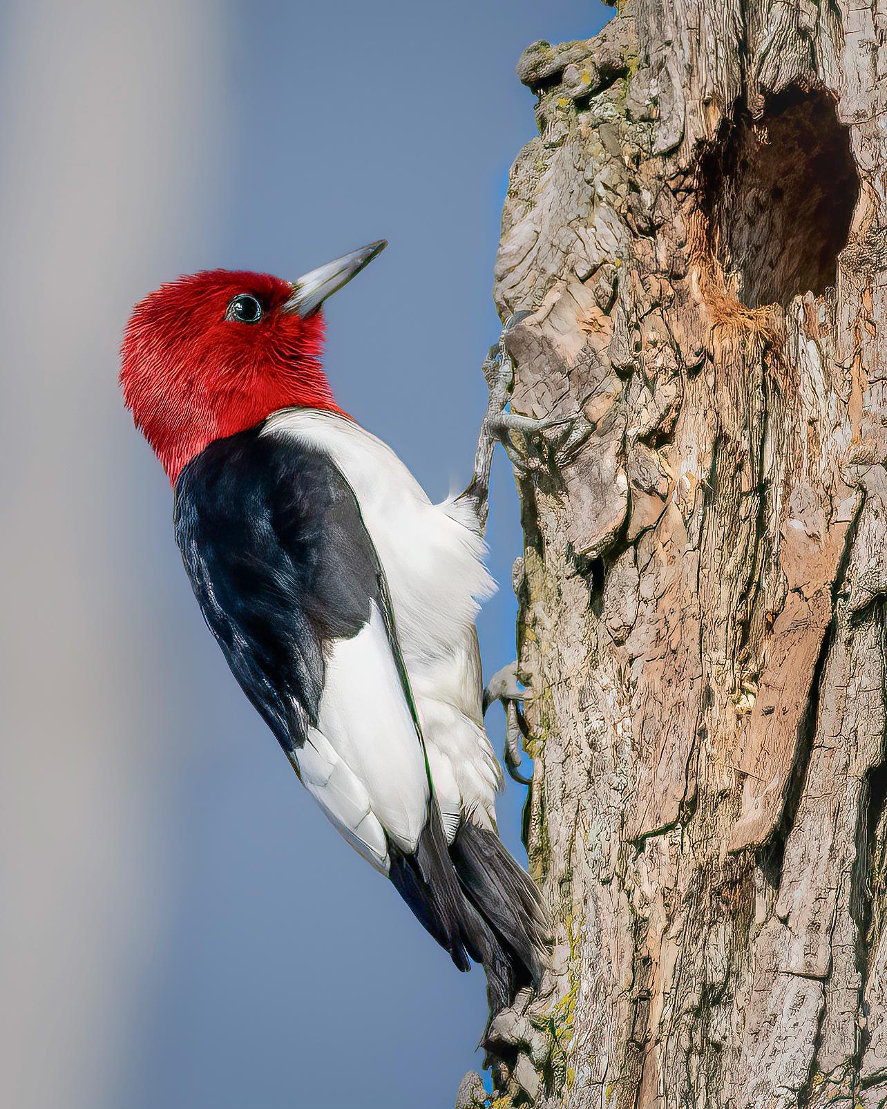 Red-headed Woodpecker at Sheldon Marsh (image 3)