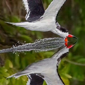 Black Skimmer at the Merritt Island National Wildlife Refuge