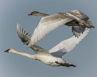 Flying Together - Trumpeter Swans Over the Ottawa National Wildlife Refuge