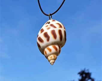 Maritime Kette ~ Muschel ~ Surferschmuck, Muschelkette, Geschenk für Männer, Urlaubsfeeling, Geschenk für Frauen, Maritimer Schmuck