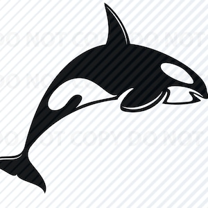 May include: Black and white silhouette of an orca whale jumping out of the water. The orca has a white patch around its eye and a white patch on its belly.